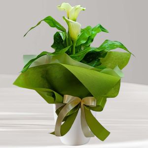 Callas Blancas