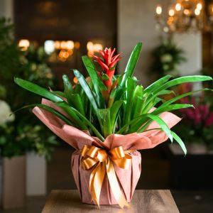 Bromelia