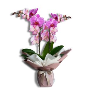 orquídeas rosadas