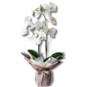 orquídeas blancas